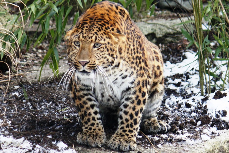 Leopard in Hellabrunn