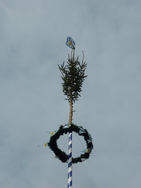 Maibaum 2013 auf dem Beisberg aufgestellt