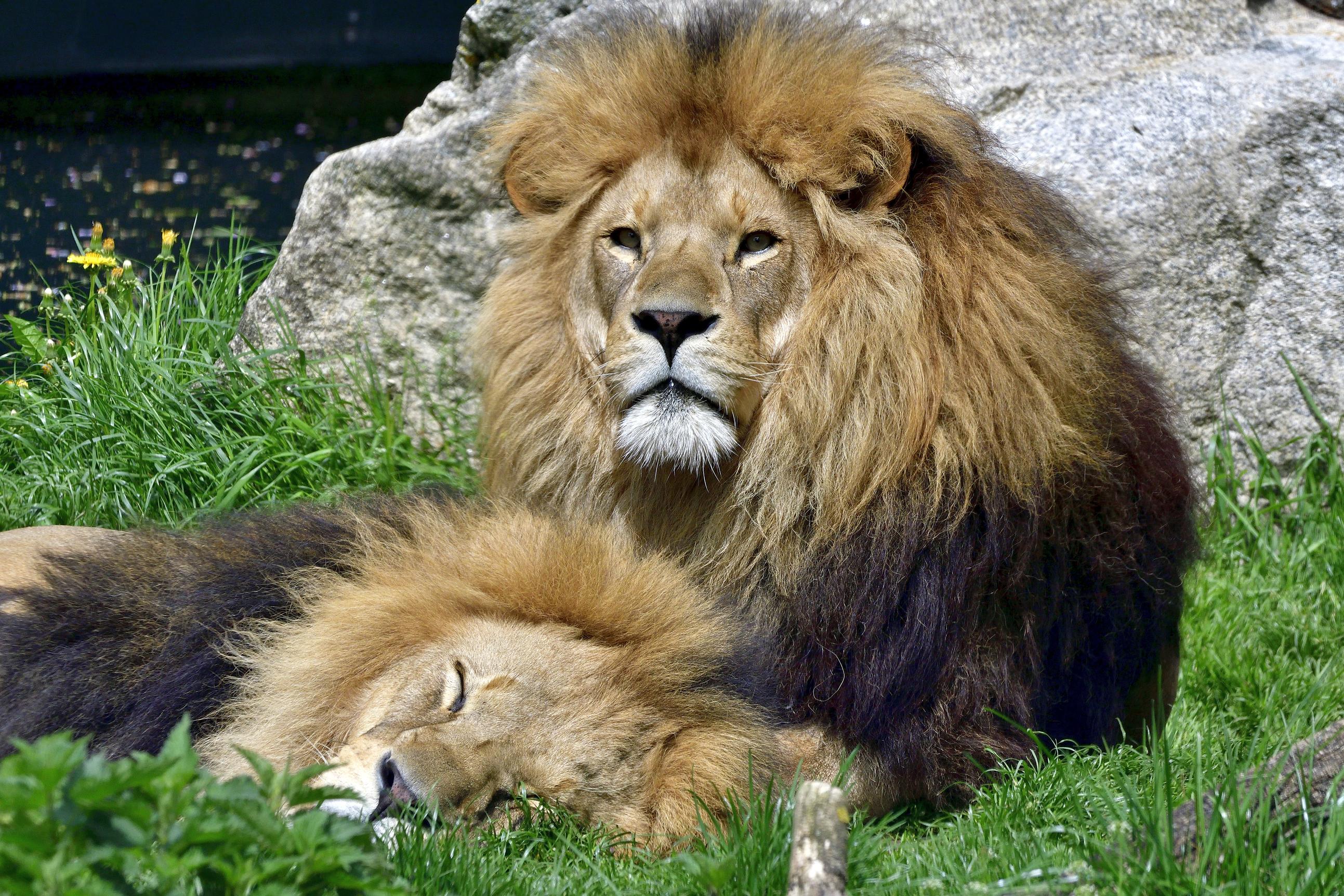 Eröffnung der neuen Löwenanlage im Tierpark Hellabrunn