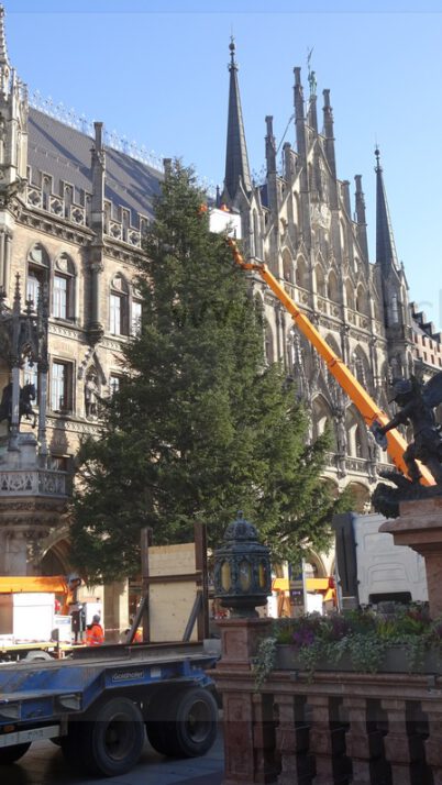 Münchner Christbaum aufgestellt